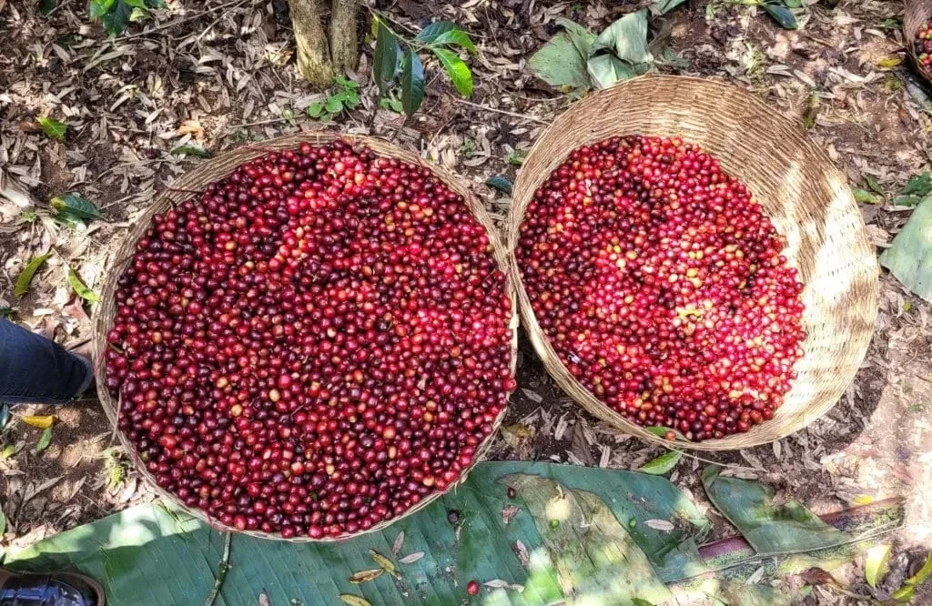 Coffee cherries picked in Ethiopia