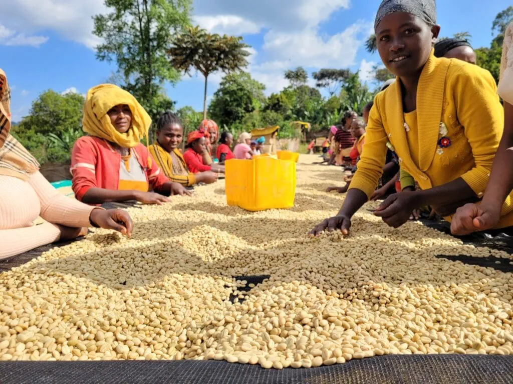 Ladies sorting green coffee beans in Ethiopia