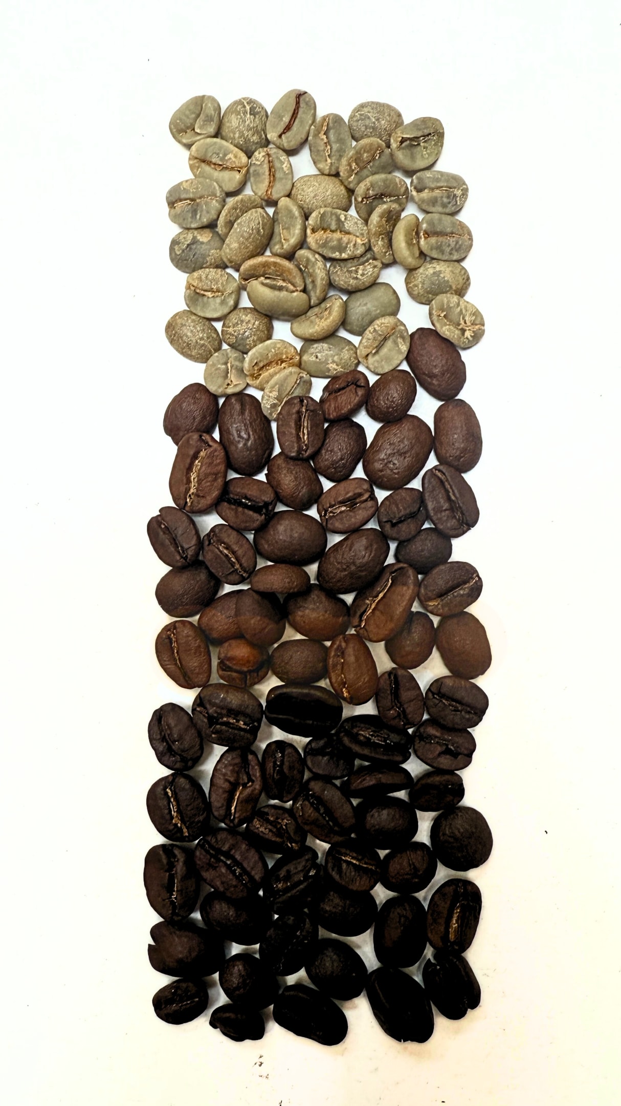 Colours of Beanworks Green (unroasted), Medium and Dark levels during the Coffee Roasting Process