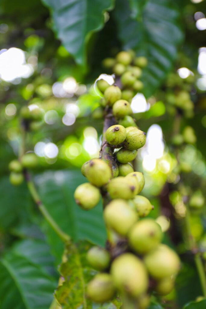 Robusta Coffee Beans