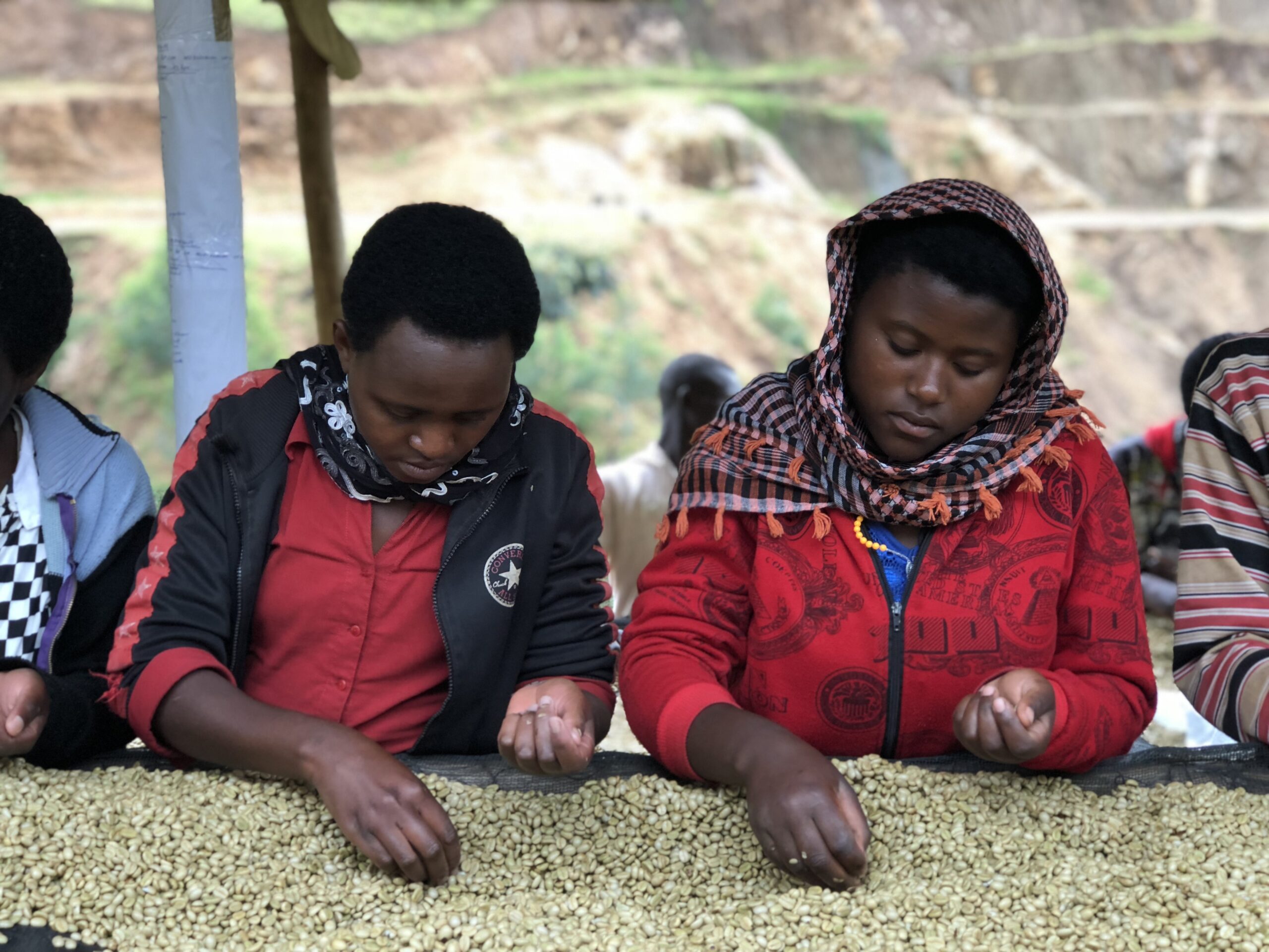 Shyira coffee farm workers sorting coffee beans