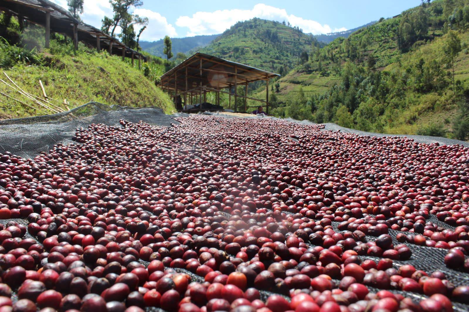 Red Bourbon Coffee Processing