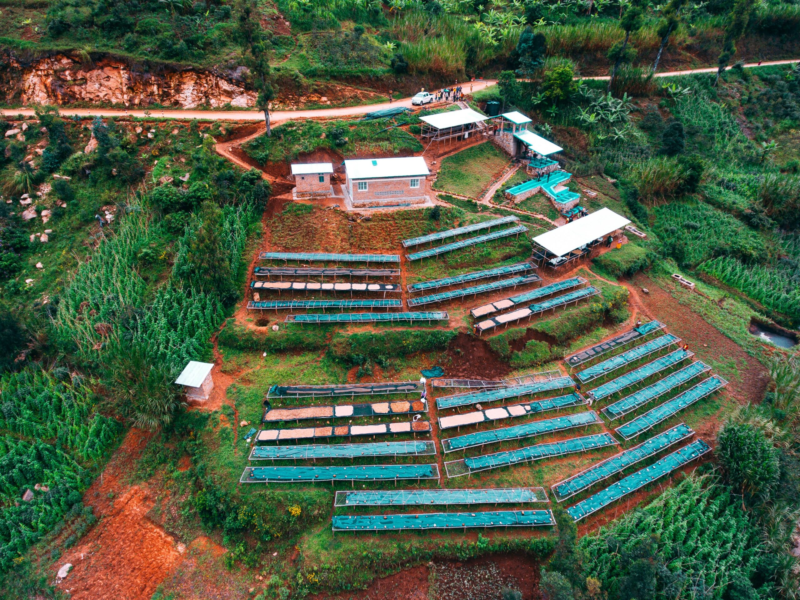Shyira Coffee Farm