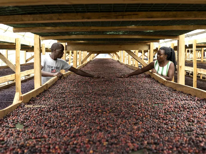 Sipi Natural Processing - Beanworks Budwale Uganda