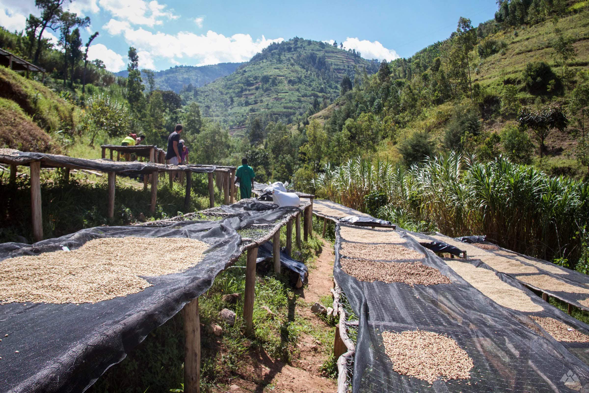 Rwanda Beanworks Green Coffee Beans processing at the Shyira Coffee Farm