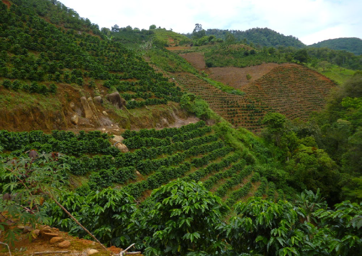 Las Lejas Costa Rica - Coffee Farm - Beanworks