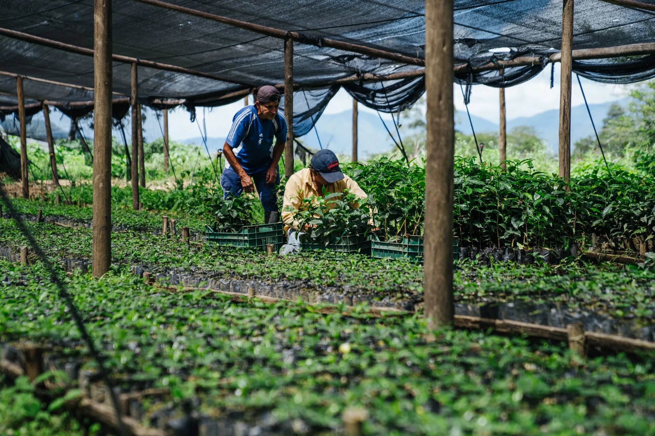 Elder Family - coffee farm in Loja, Ecuador