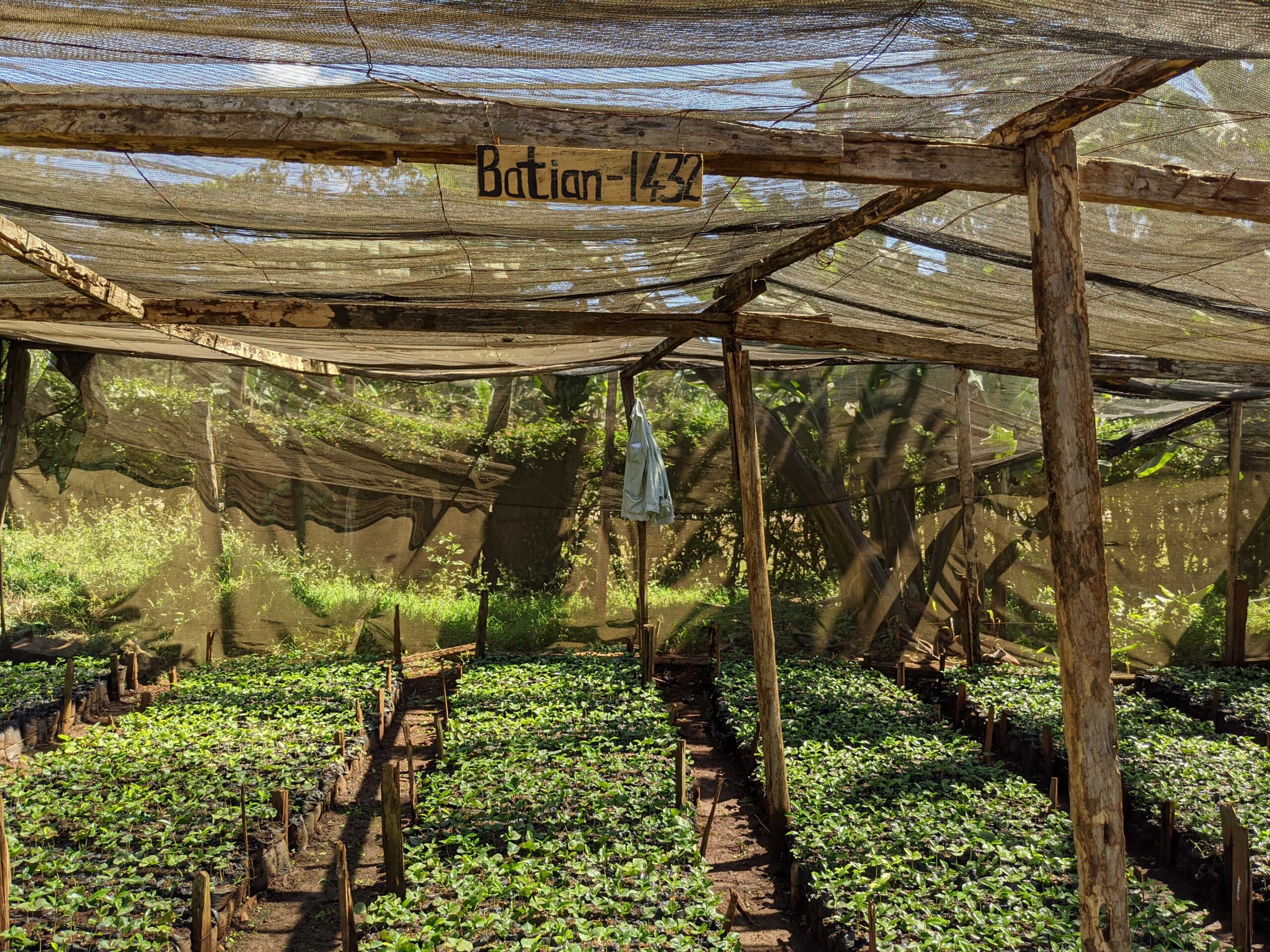 Kagumo farms coffee plants