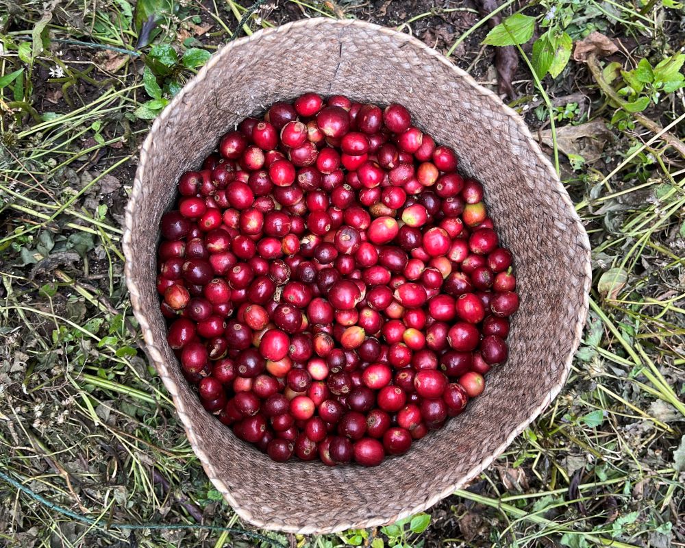 Nola Wonga Coffee Cherries