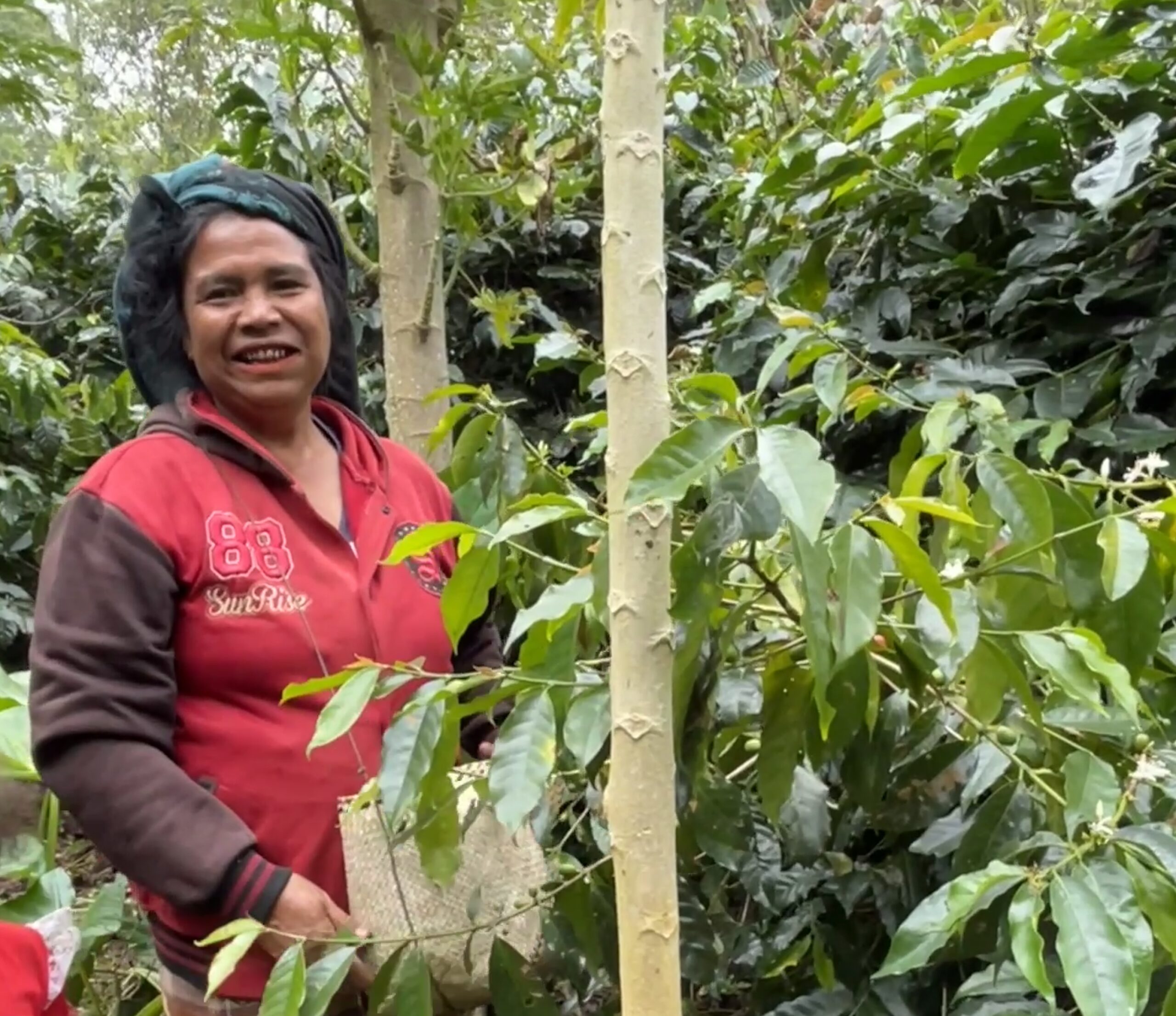 Nola Wonga Indonesia New Coffee Release Beanworks